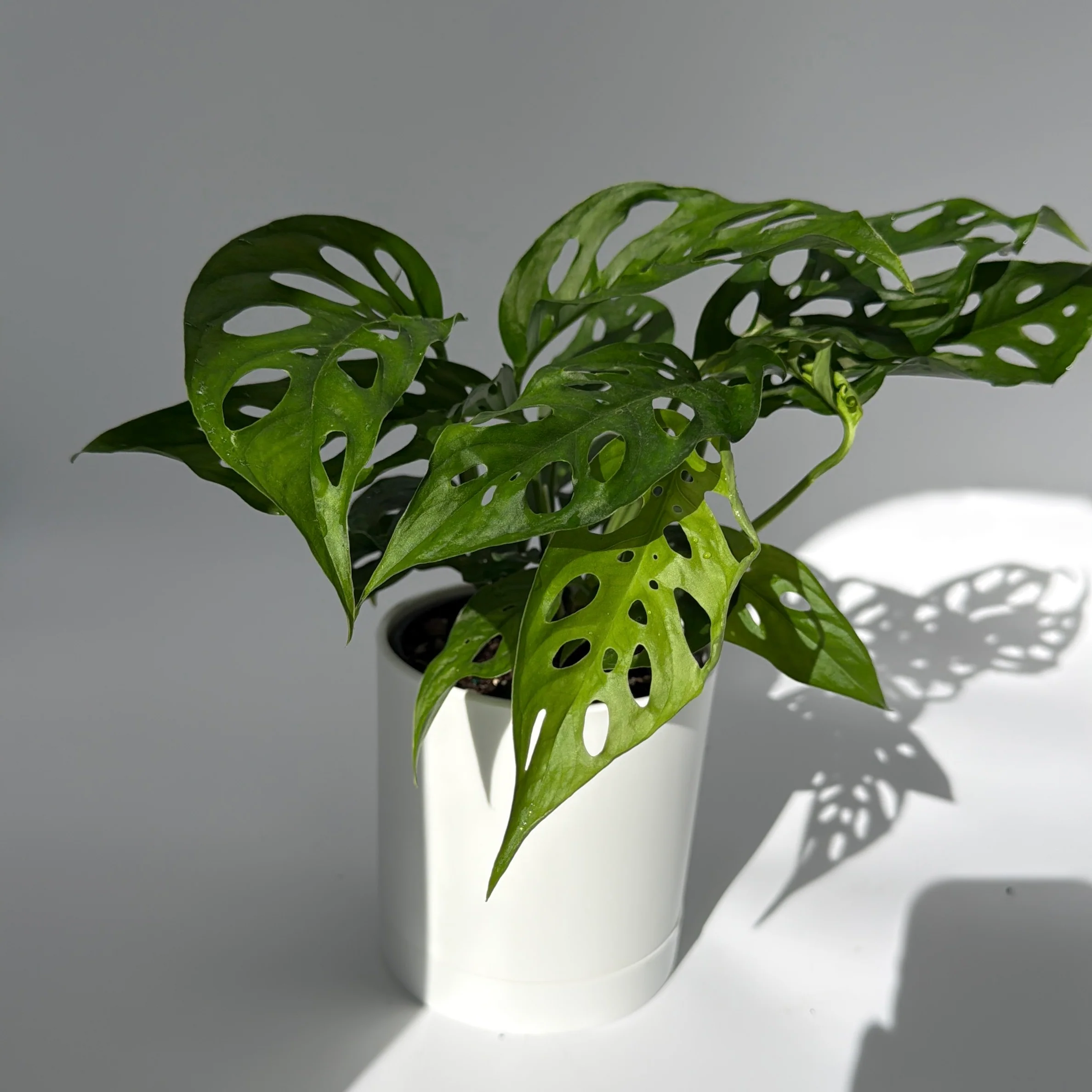 Monstera Adansonii (Swiss Cheese Plant) - Image 5