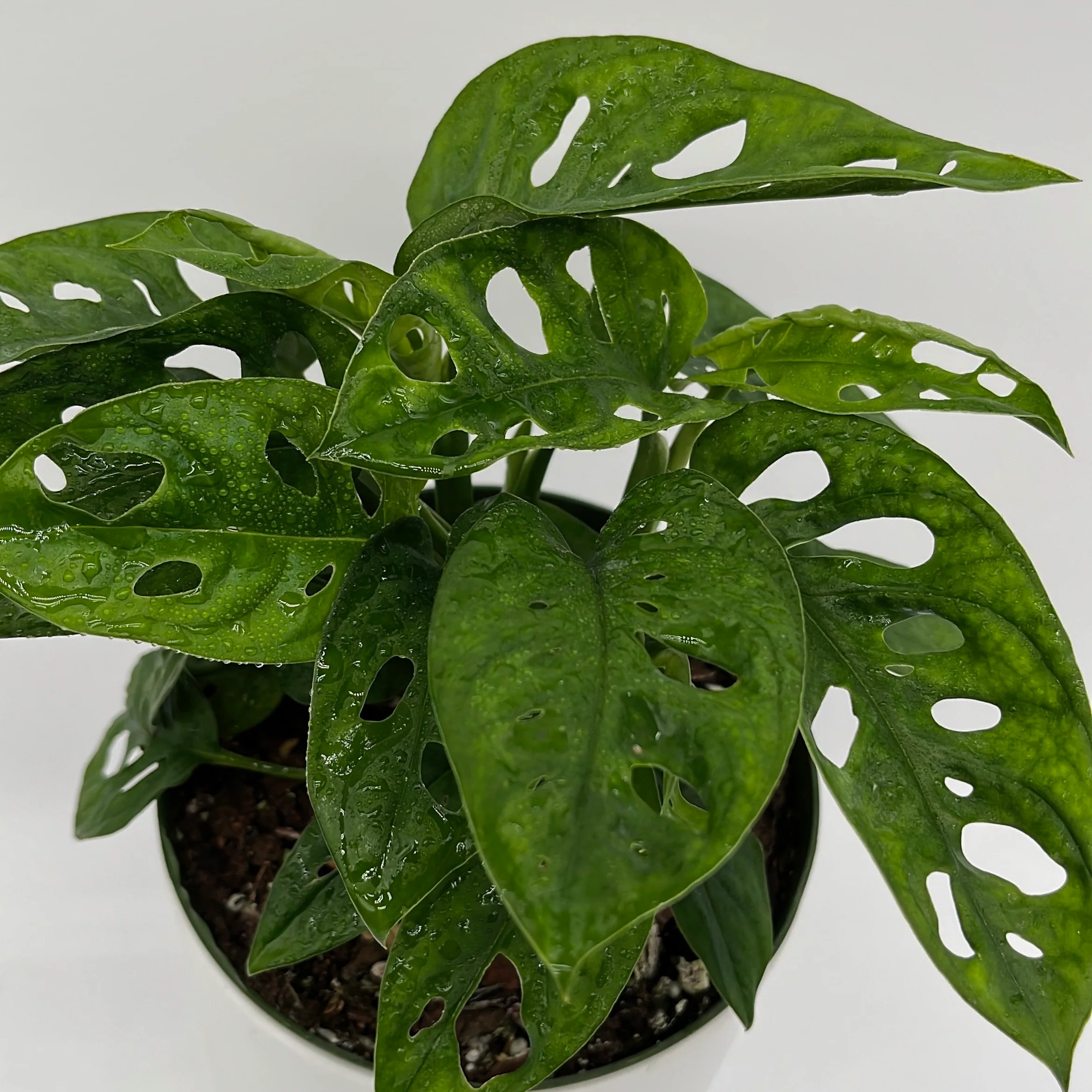 Monstera Adansonii (Swiss Cheese Plant) - Image 6
