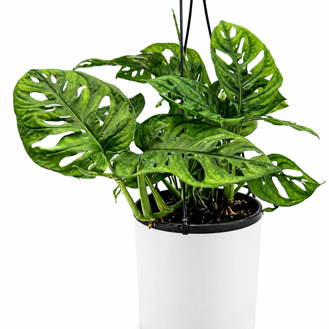 Monstera Adansonii (Swiss Cheese Plant) - Image 7
