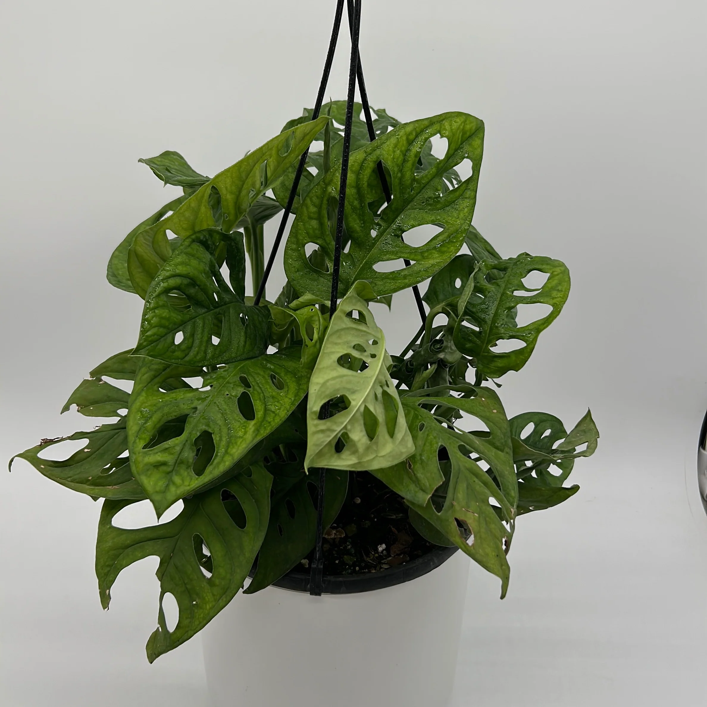 Monstera Adansonii (Swiss Cheese Plant) - Image 8