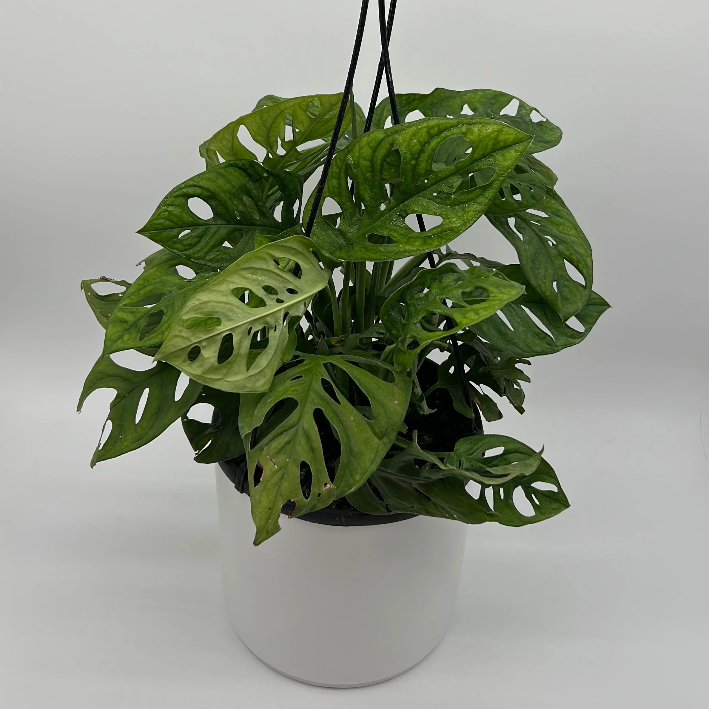 Monstera Adansonii (Swiss Cheese Plant) - Image 9