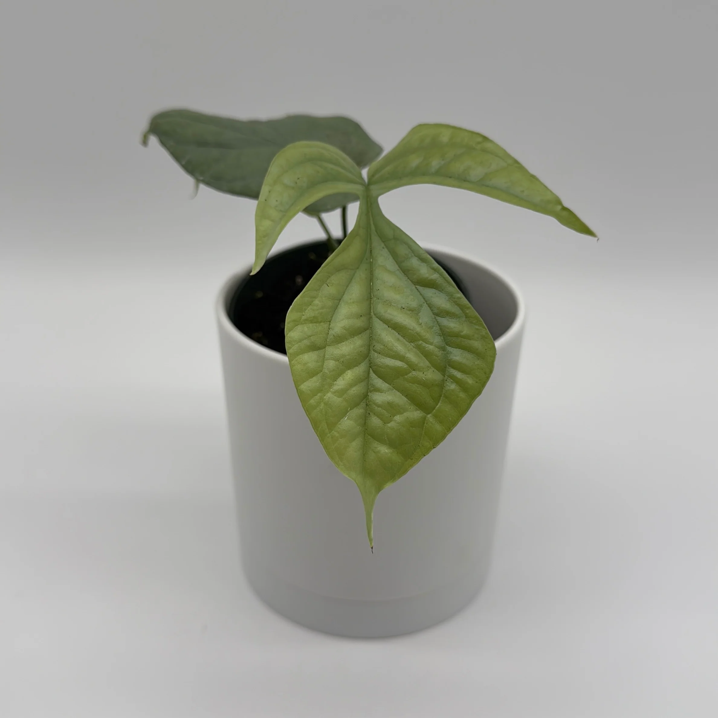 Monstera Amydrium Silver (Spiderman Monstera) - Image 3