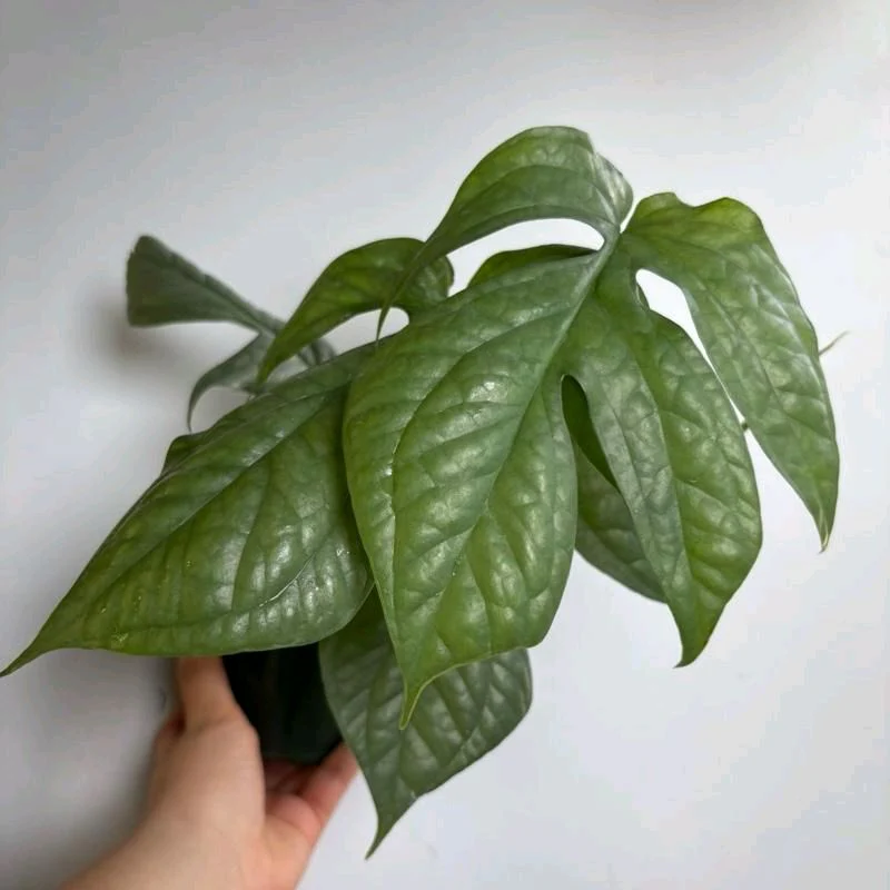 Monstera Amydrium Silver (Spiderman Monstera) - Image 4