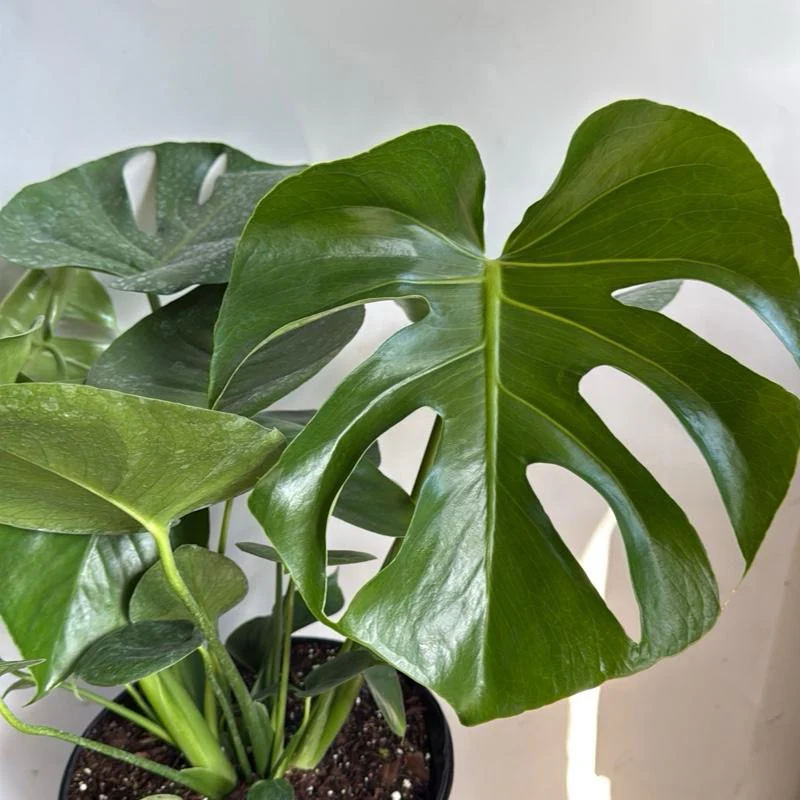 Monstera Deliciosa - Image 3