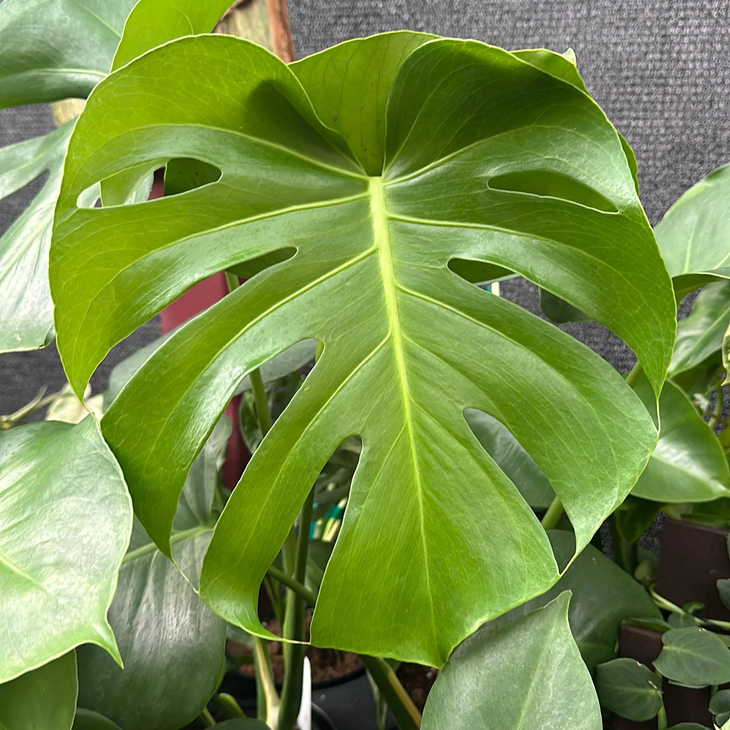 Monstera Deliciosa - Image 4