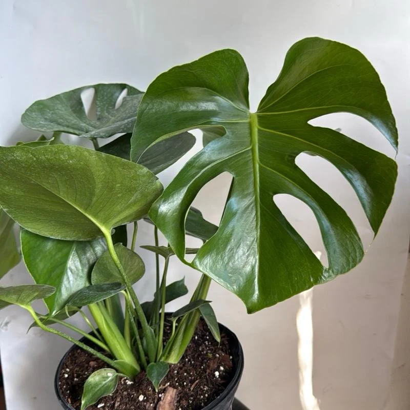 Monstera Deliciosa - Image 5