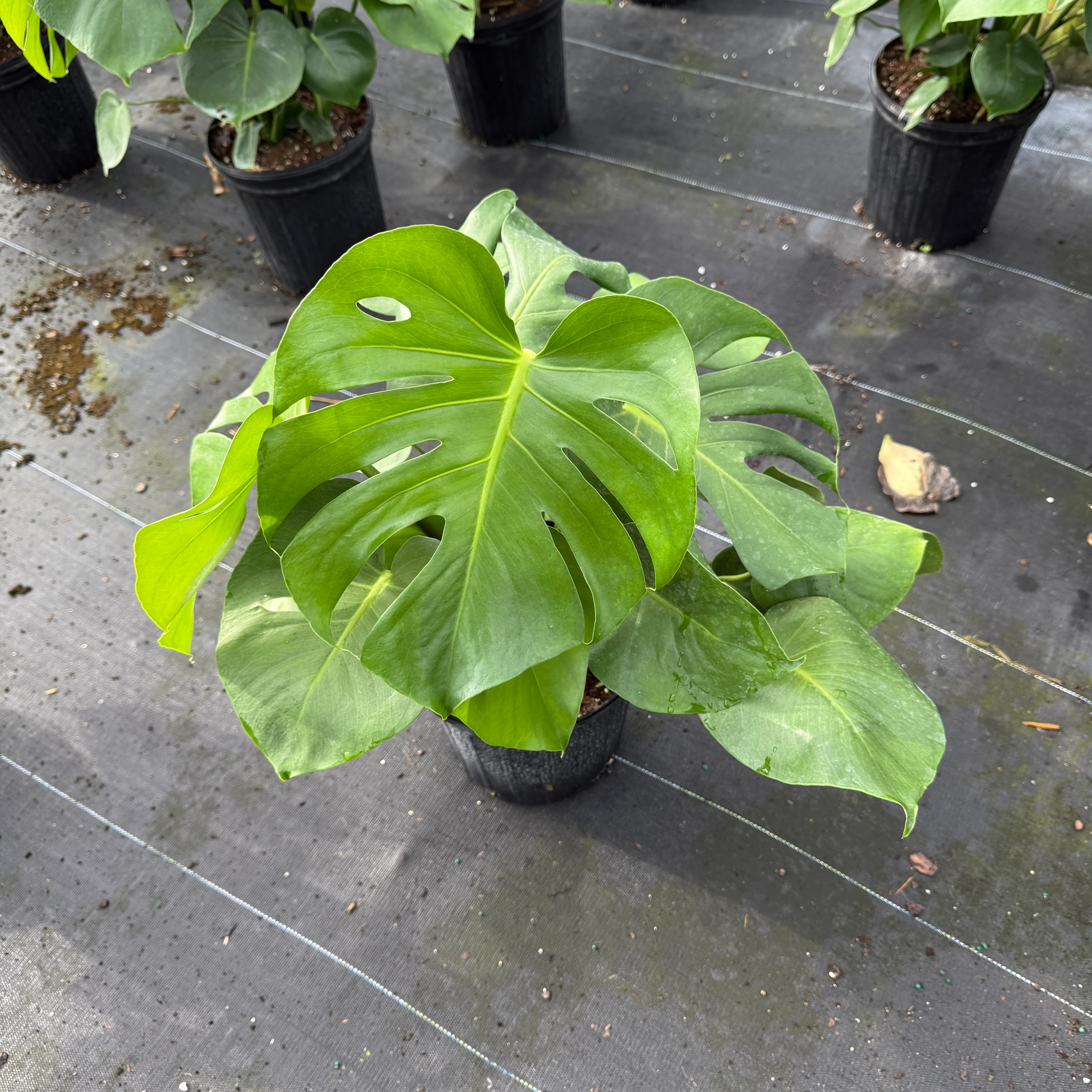 Monstera Deliciosa - Image 6