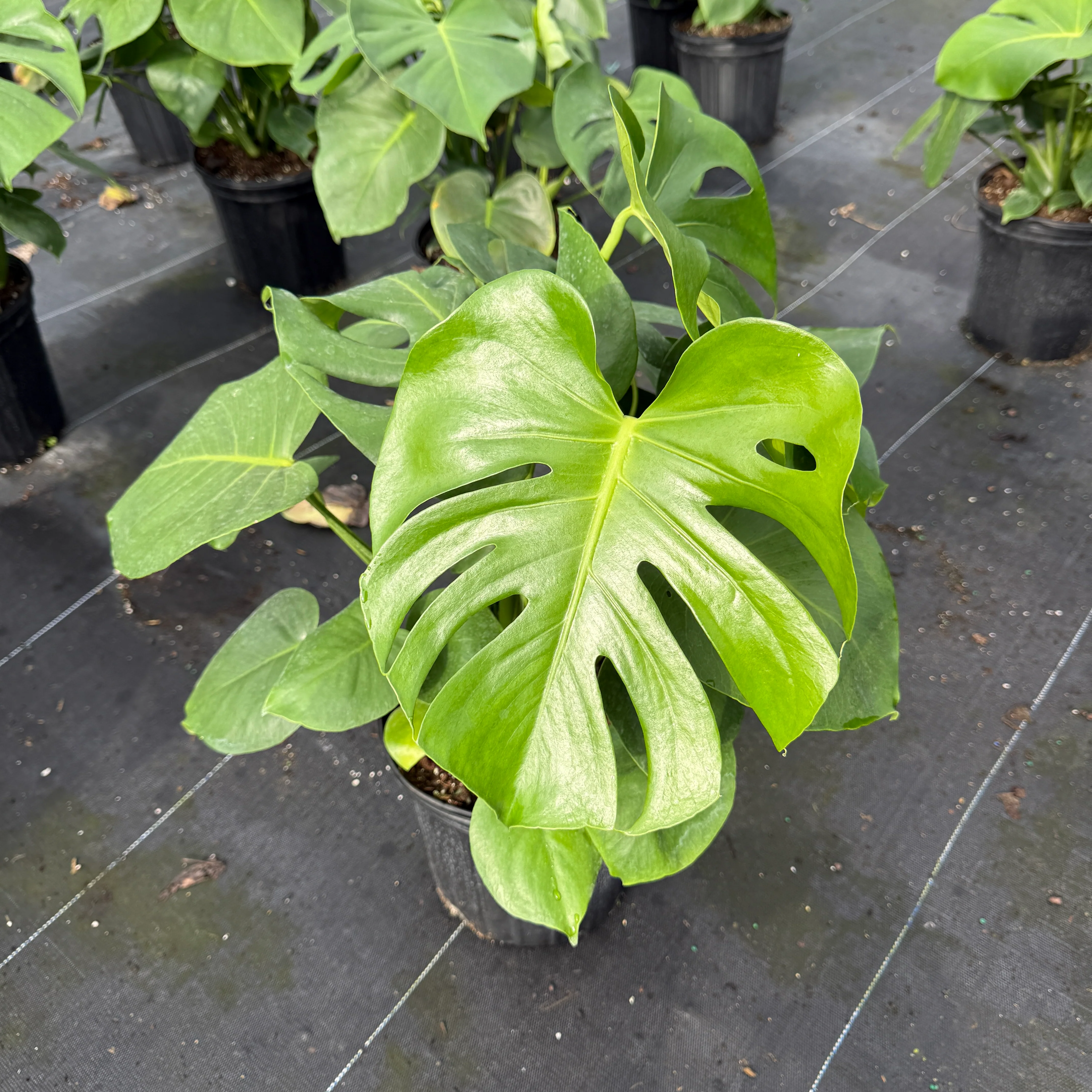 Monstera Deliciosa - Image 7
