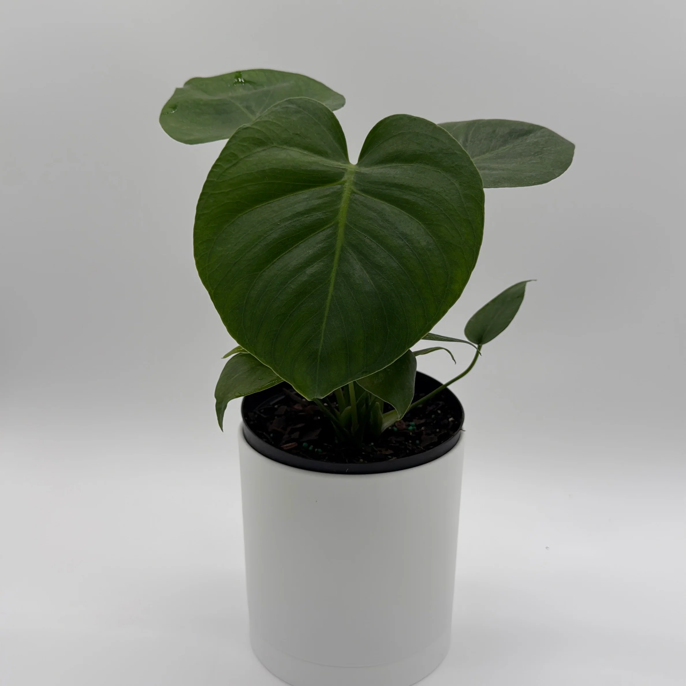 Monstera Deliciosa - Image 8