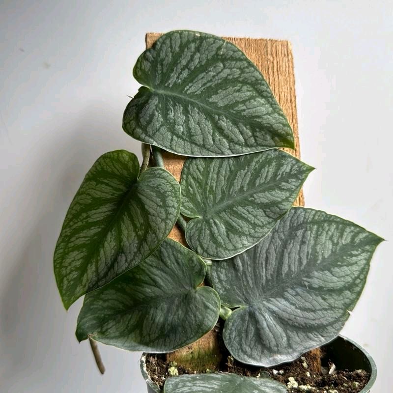 Monstera Dubia - Image 2