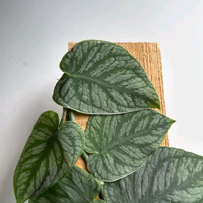 Monstera Dubia - Image 3