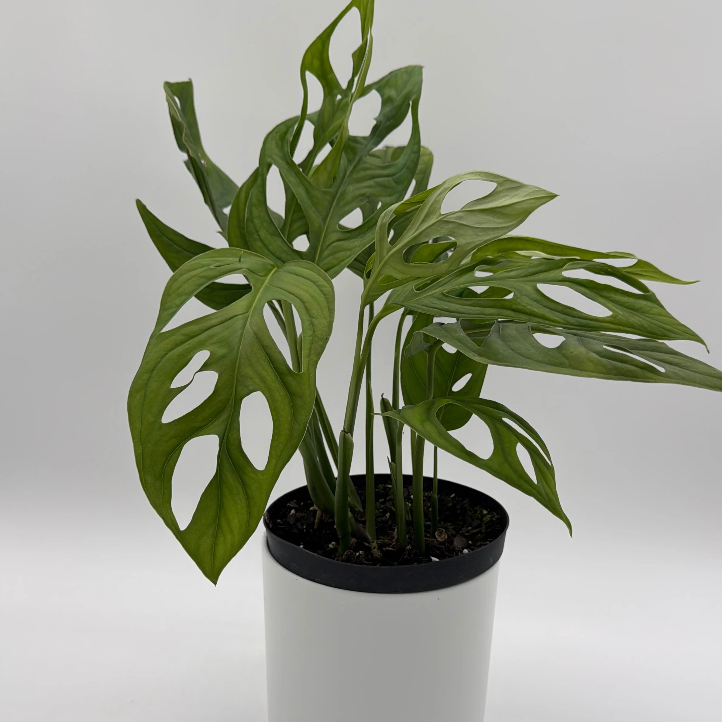 Monstera Esqueleto - Image 3