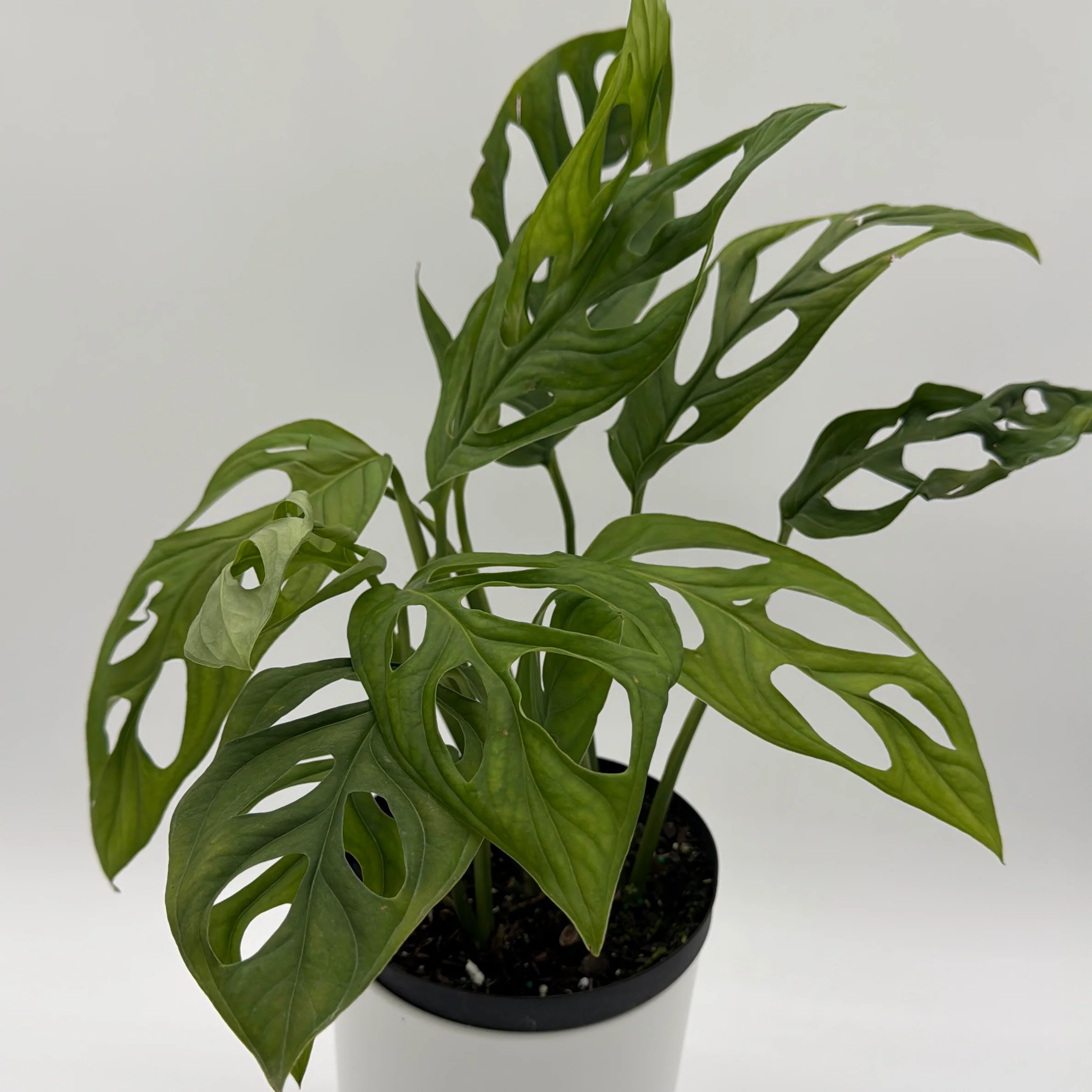 Monstera Esqueleto - Image 4