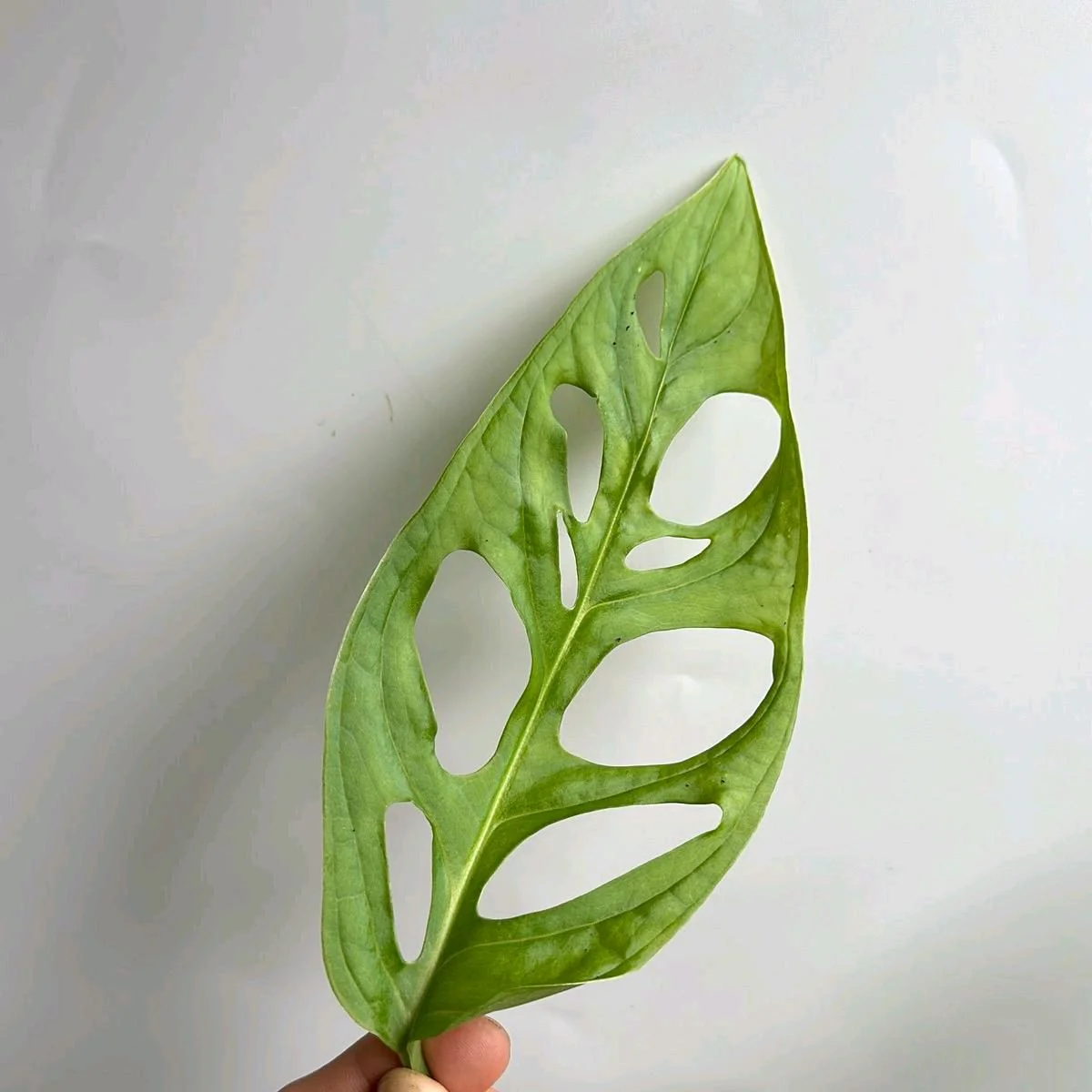 Monstera Esqueleto - Image 5