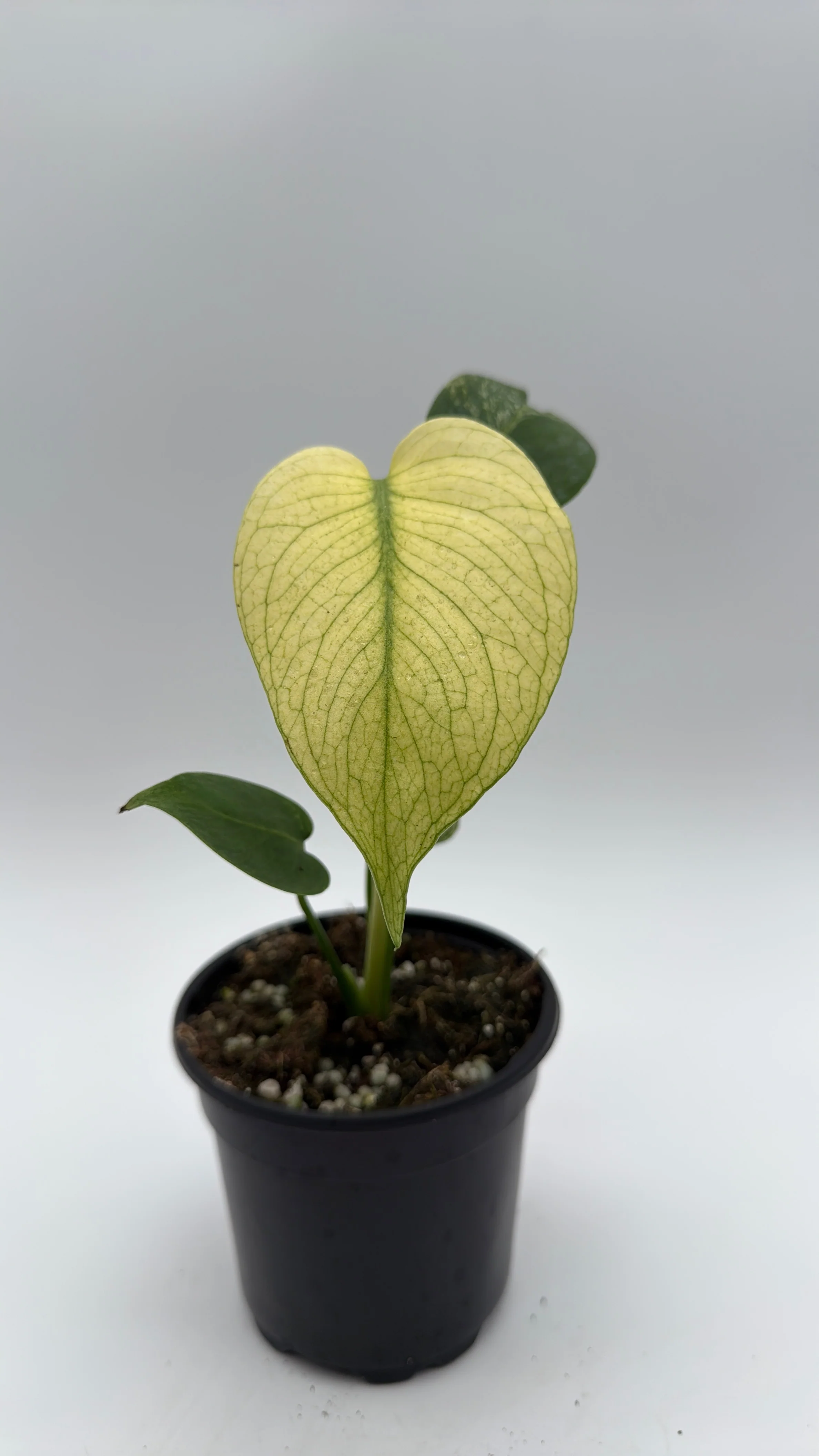 Monstera Mint - Image 3