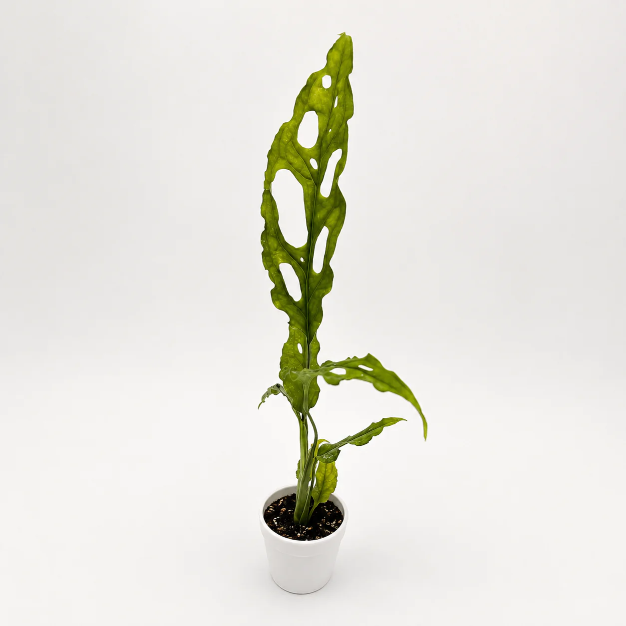 Monstera Obliqua Peru - Image 2