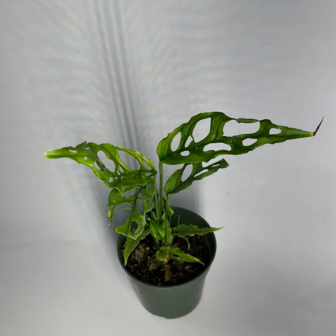 Monstera Obliqua Peru - Image 3