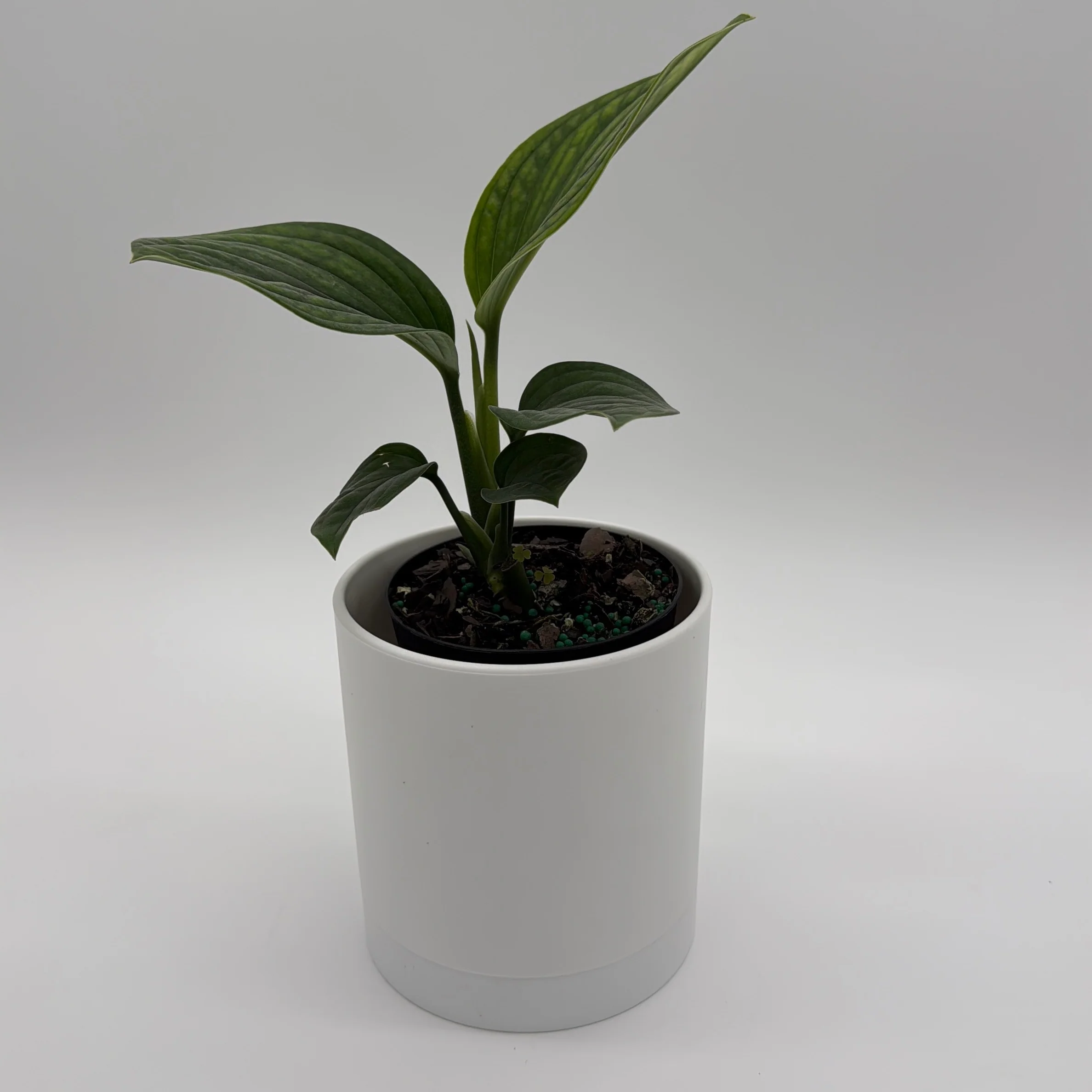 Monstera Pinnatipartita - Image 2