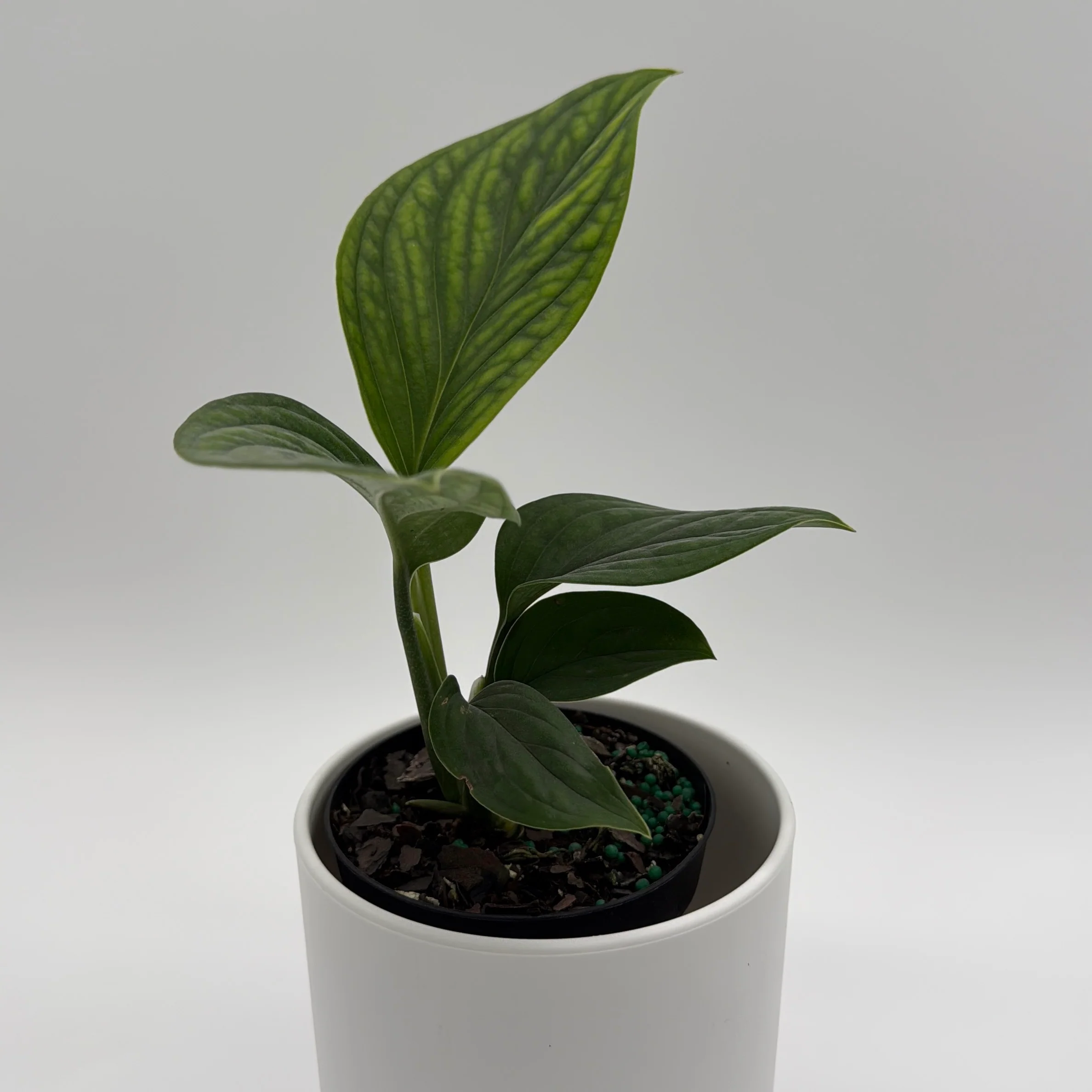 Monstera Pinnatipartita - Image 3