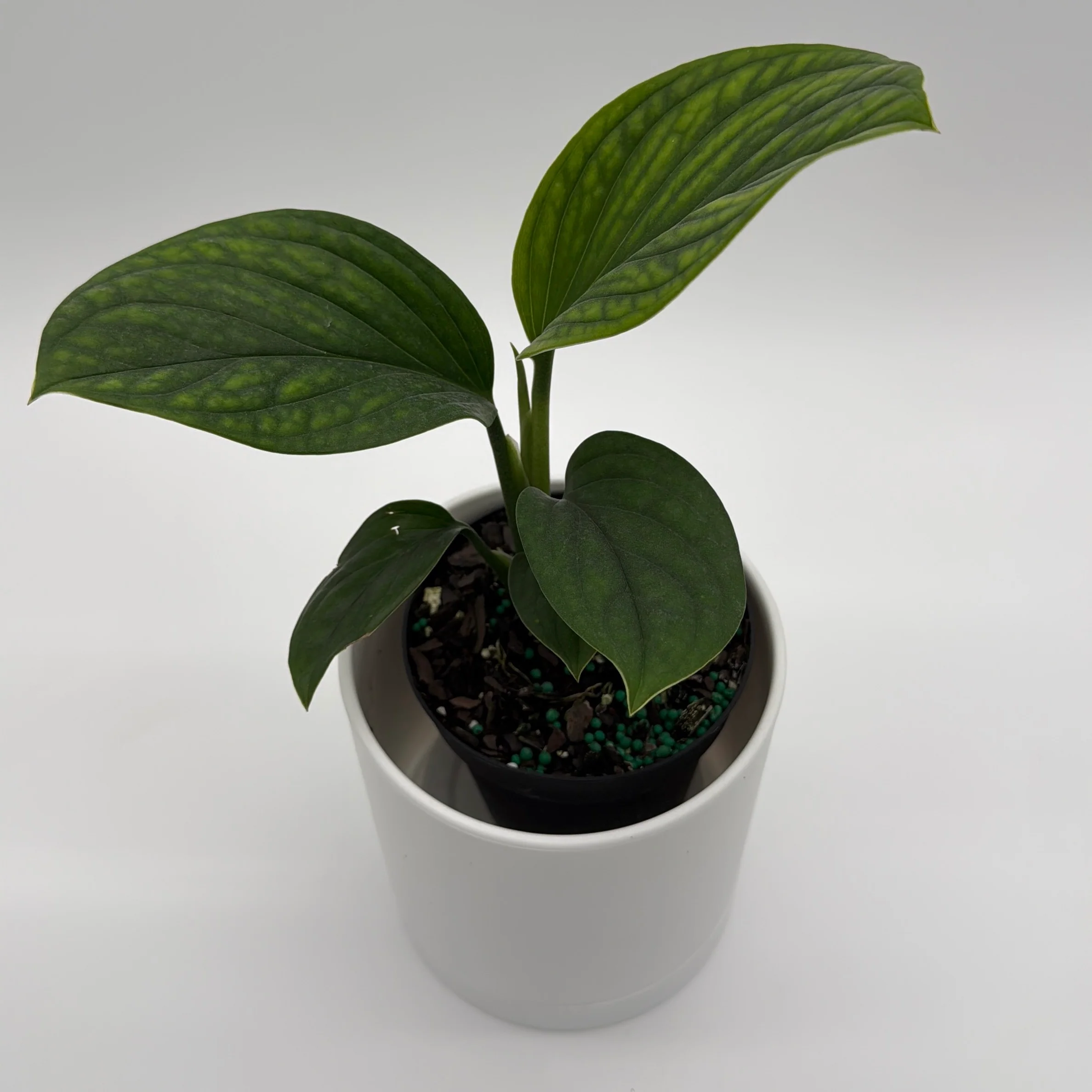 Monstera Pinnatipartita - Image 4