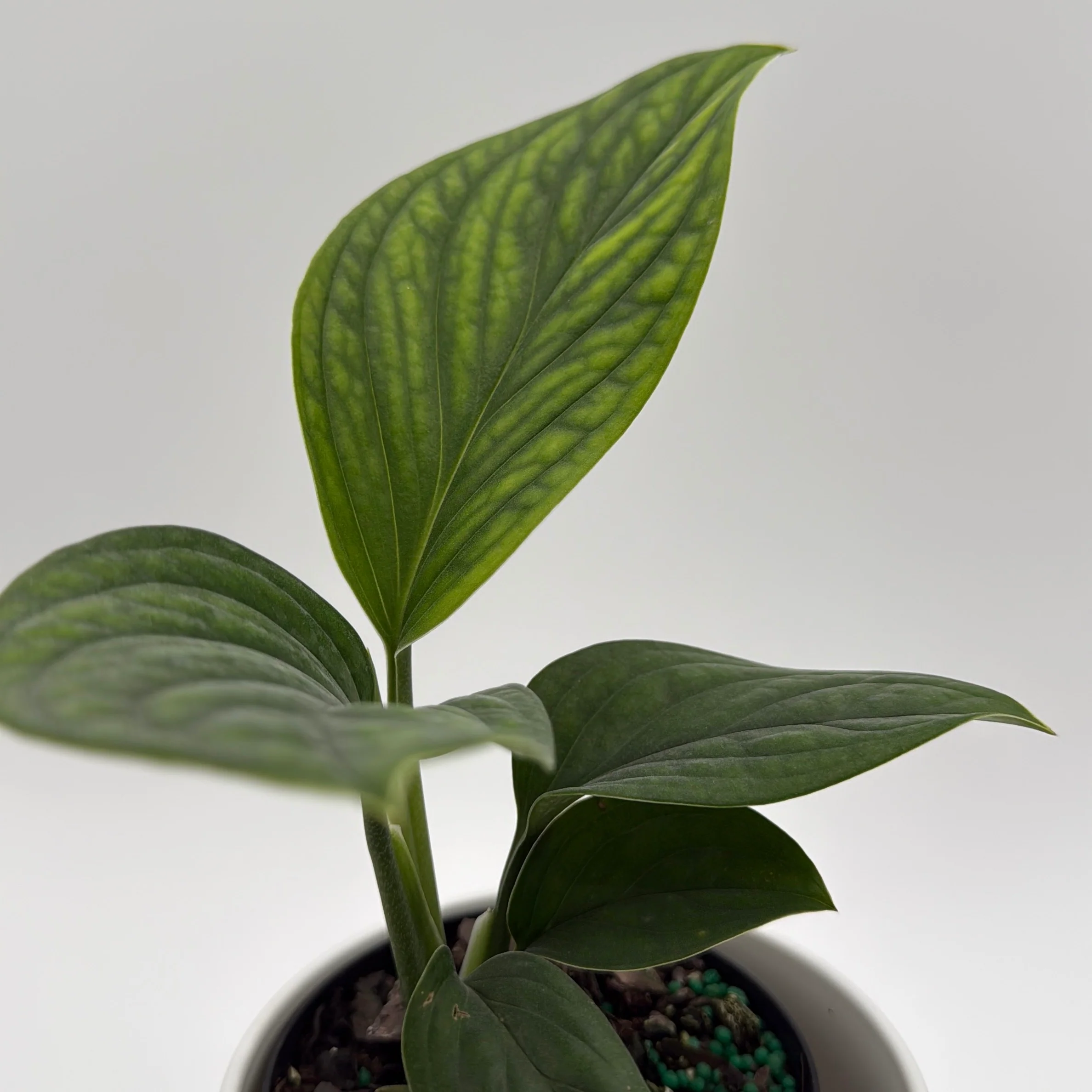 Monstera Pinnatipartita - Image 5