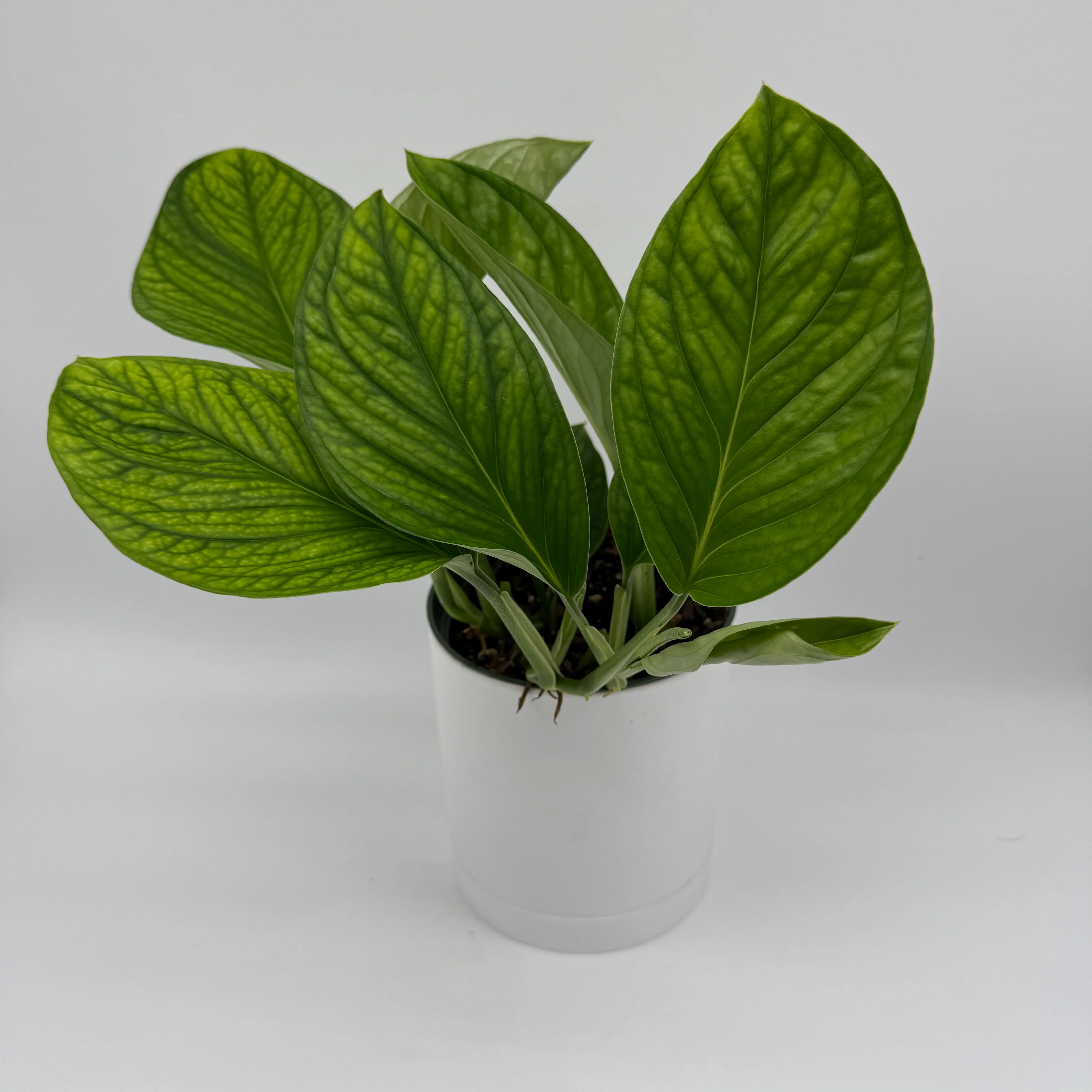 Monstera Pinnatipartita - Image 7