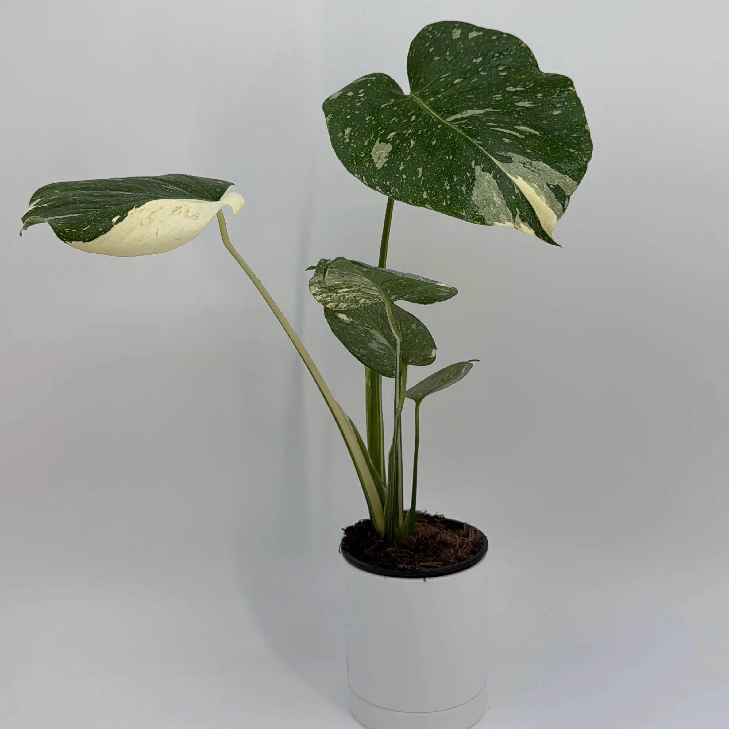 Monstera Thai Constellation - Image 3