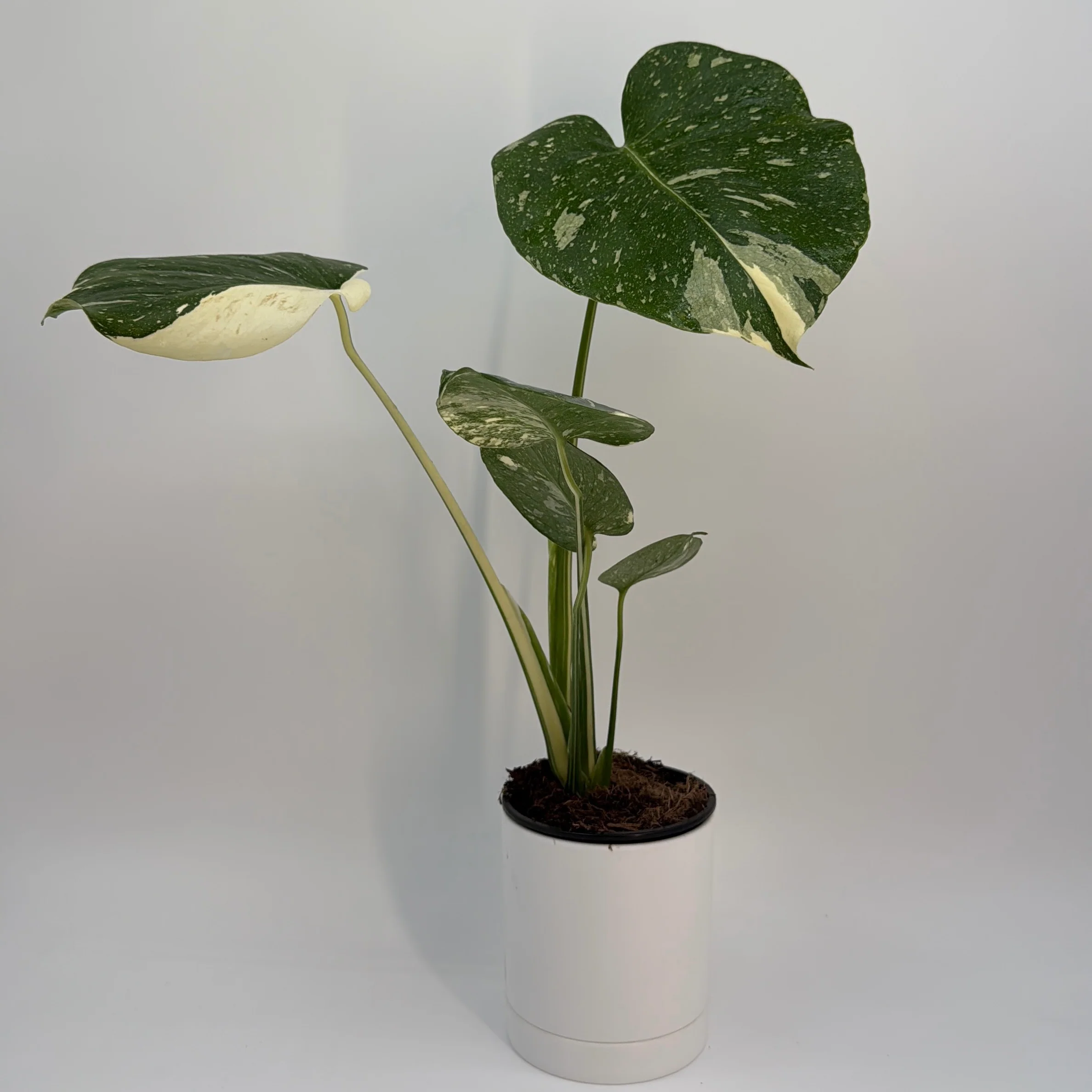 Monstera Thai Constellation - Image 4