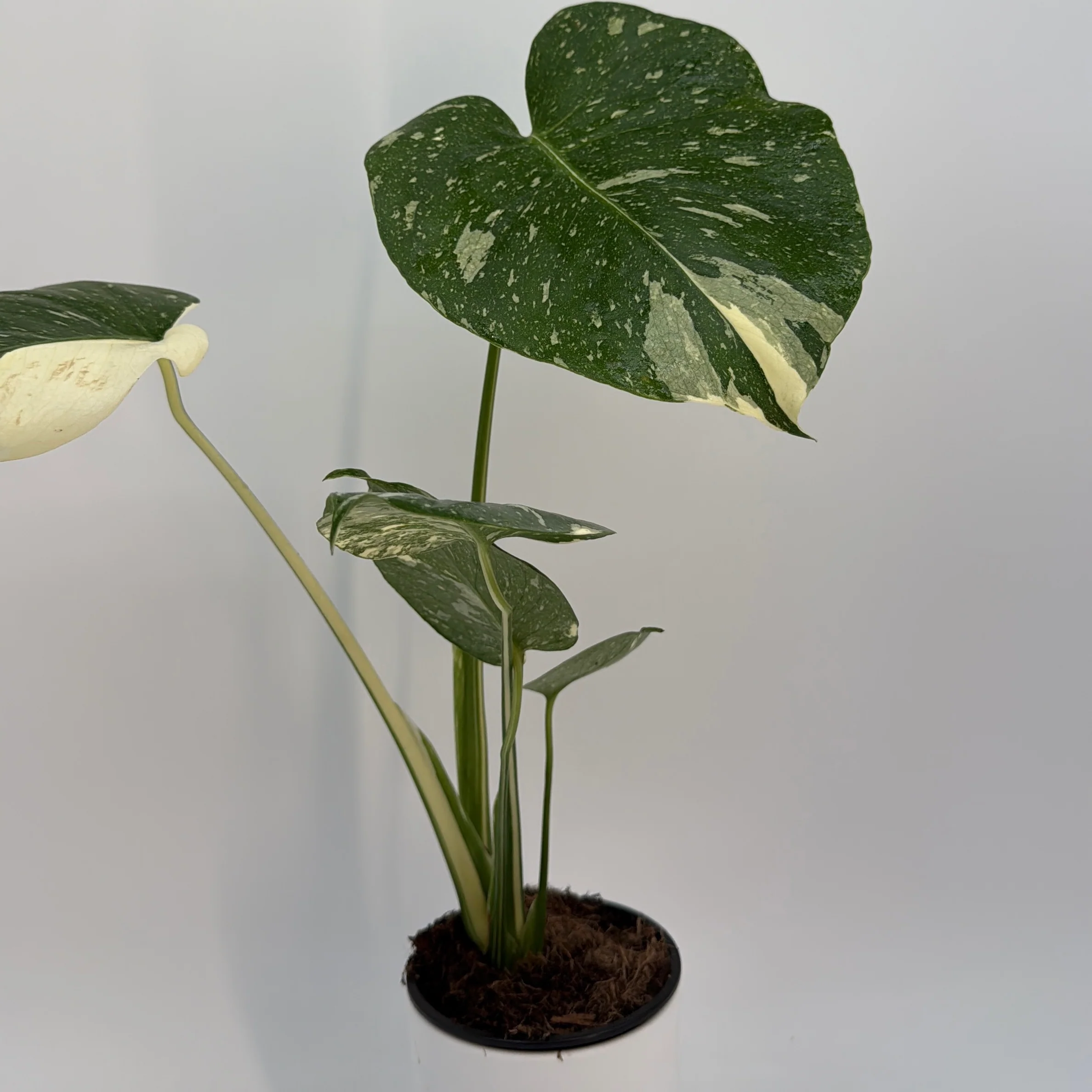 Monstera Thai Constellation - Image 5