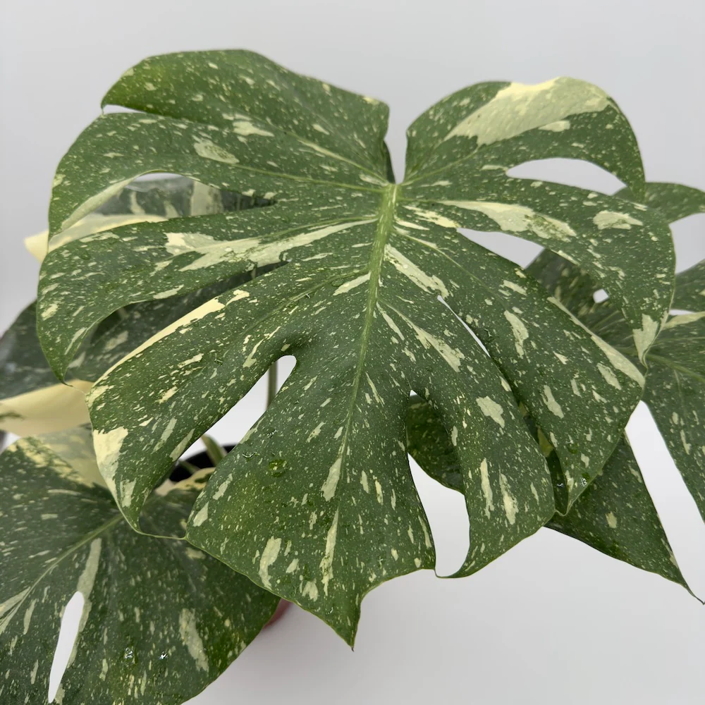 Monstera Thai Constellation - Image 6