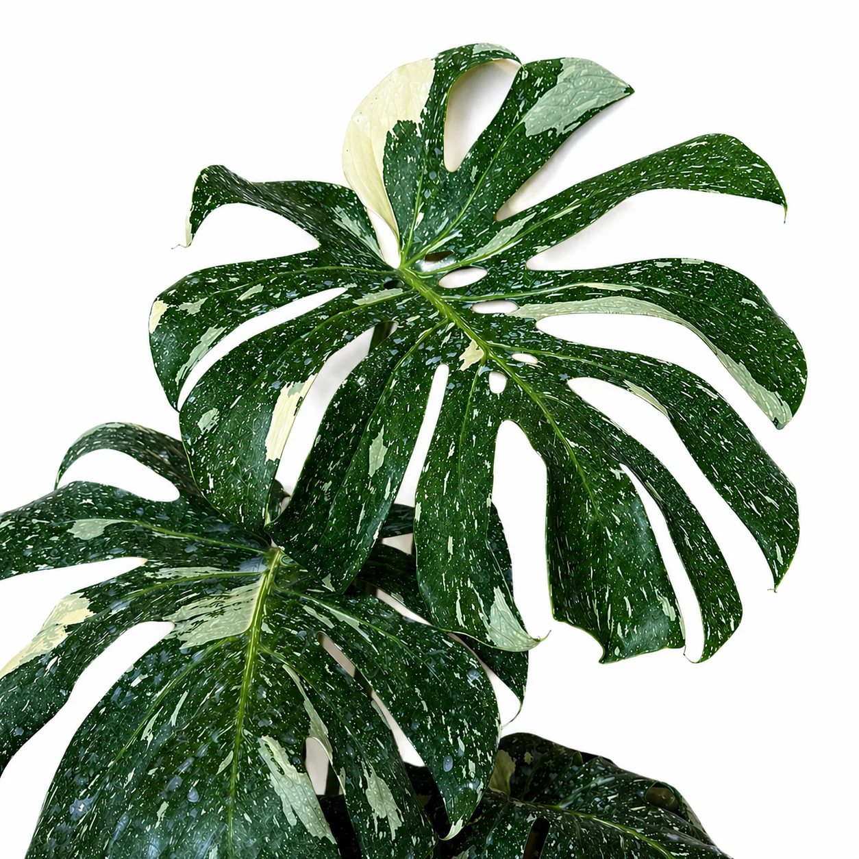 Monstera Thai Constellation - Image 7