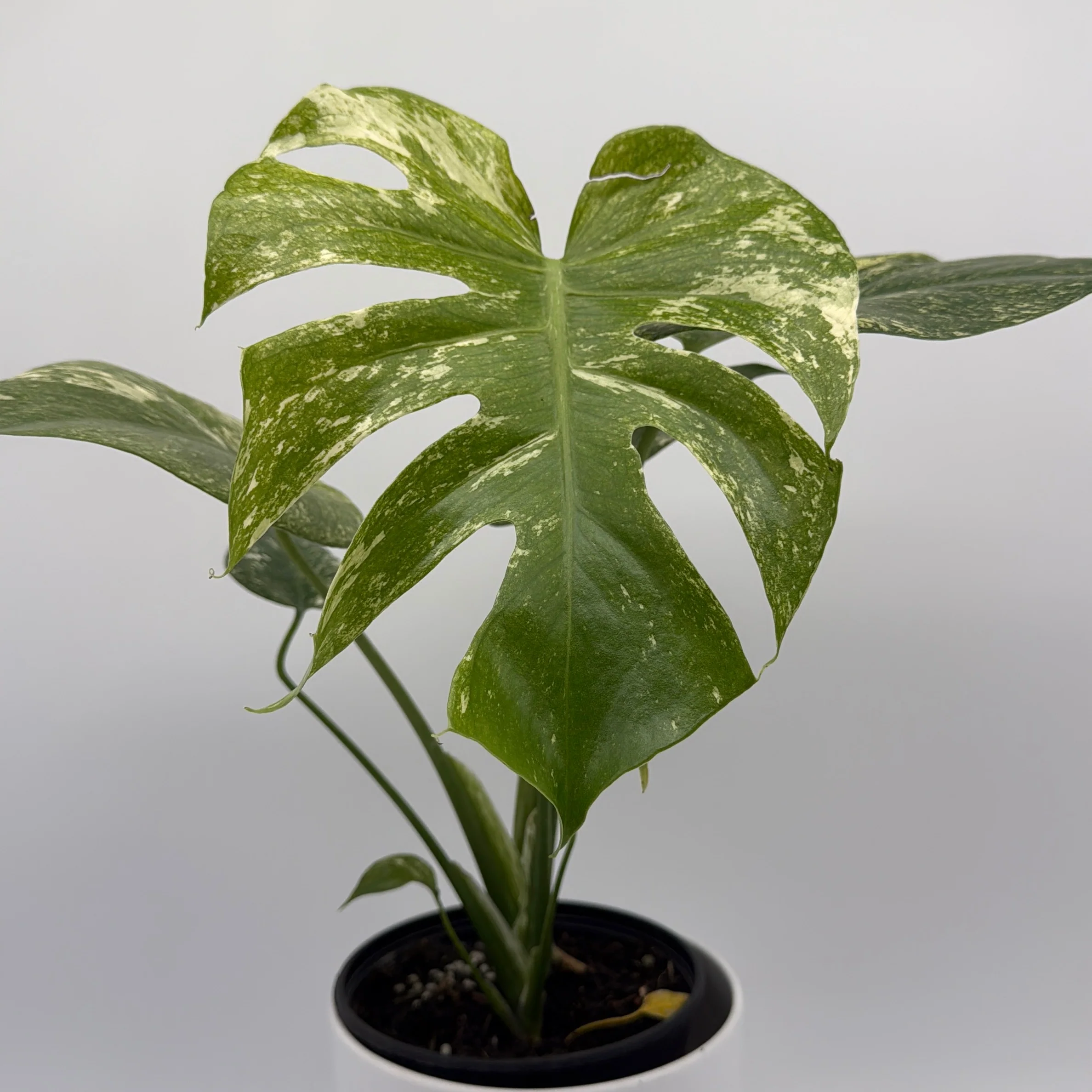 Monstera 'White Monster' - Image 4