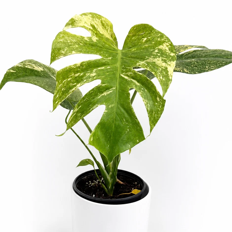 Monstera 'White Monster' - Image 5