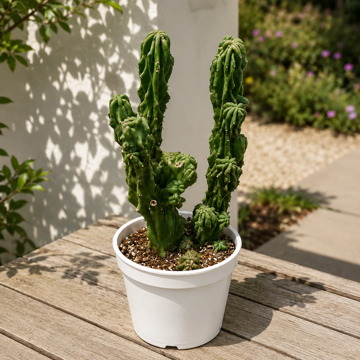 Montrose Apple Cactus - Image 2