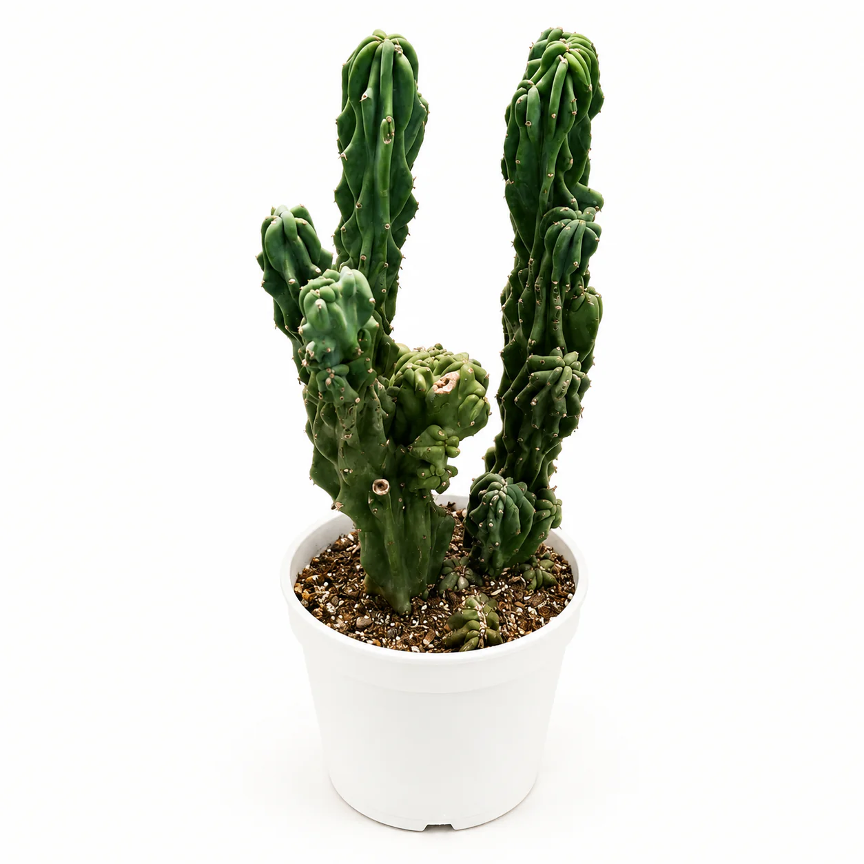 Montrose Apple Cactus - Image 3