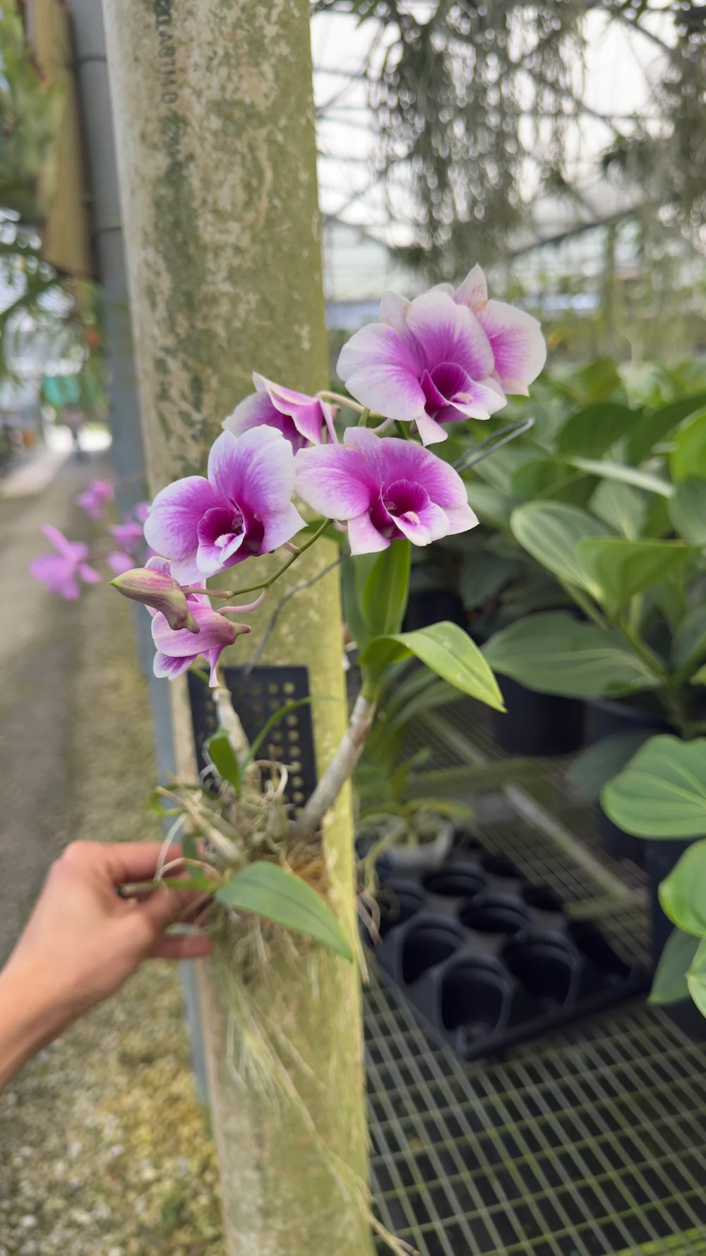 Mystery Blooming Orchid - Image 11