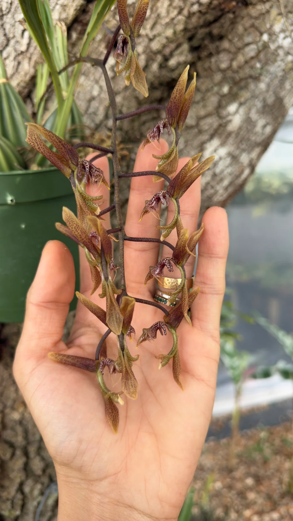 Mystery Blooming Orchid - Image 12