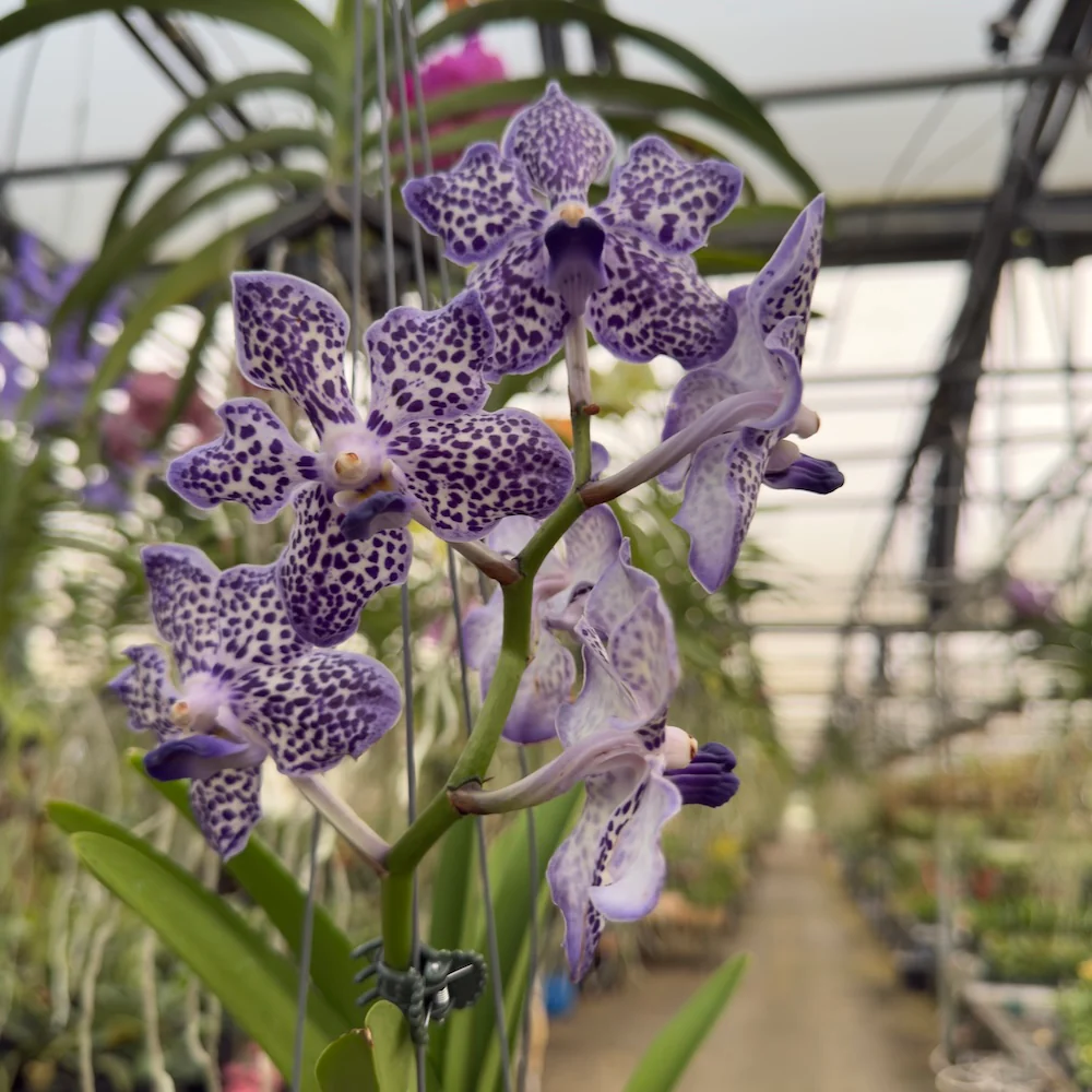 Mystery Blooming Orchid - Image 13