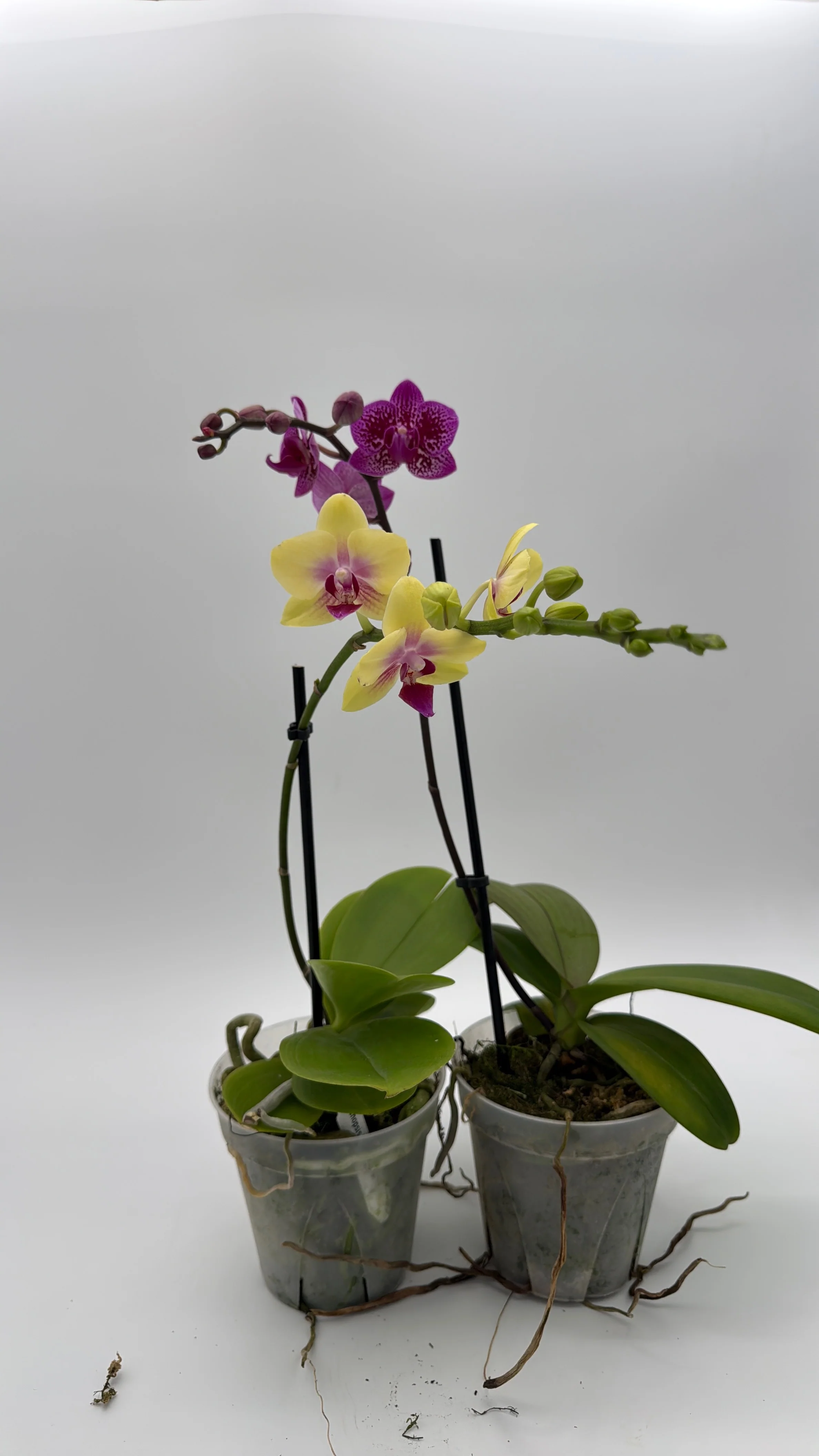 Mystery Blooming Orchid - Image 3