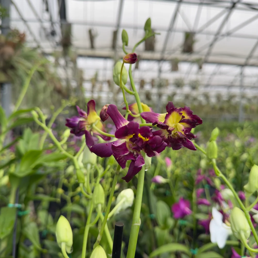 Mystery Blooming Orchid - Image 5