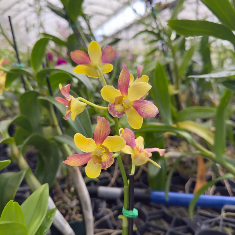 Mystery Blooming Orchid - Image 6
