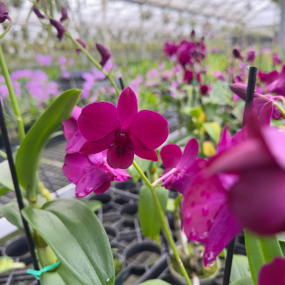 Mystery Blooming Orchid - Image 7