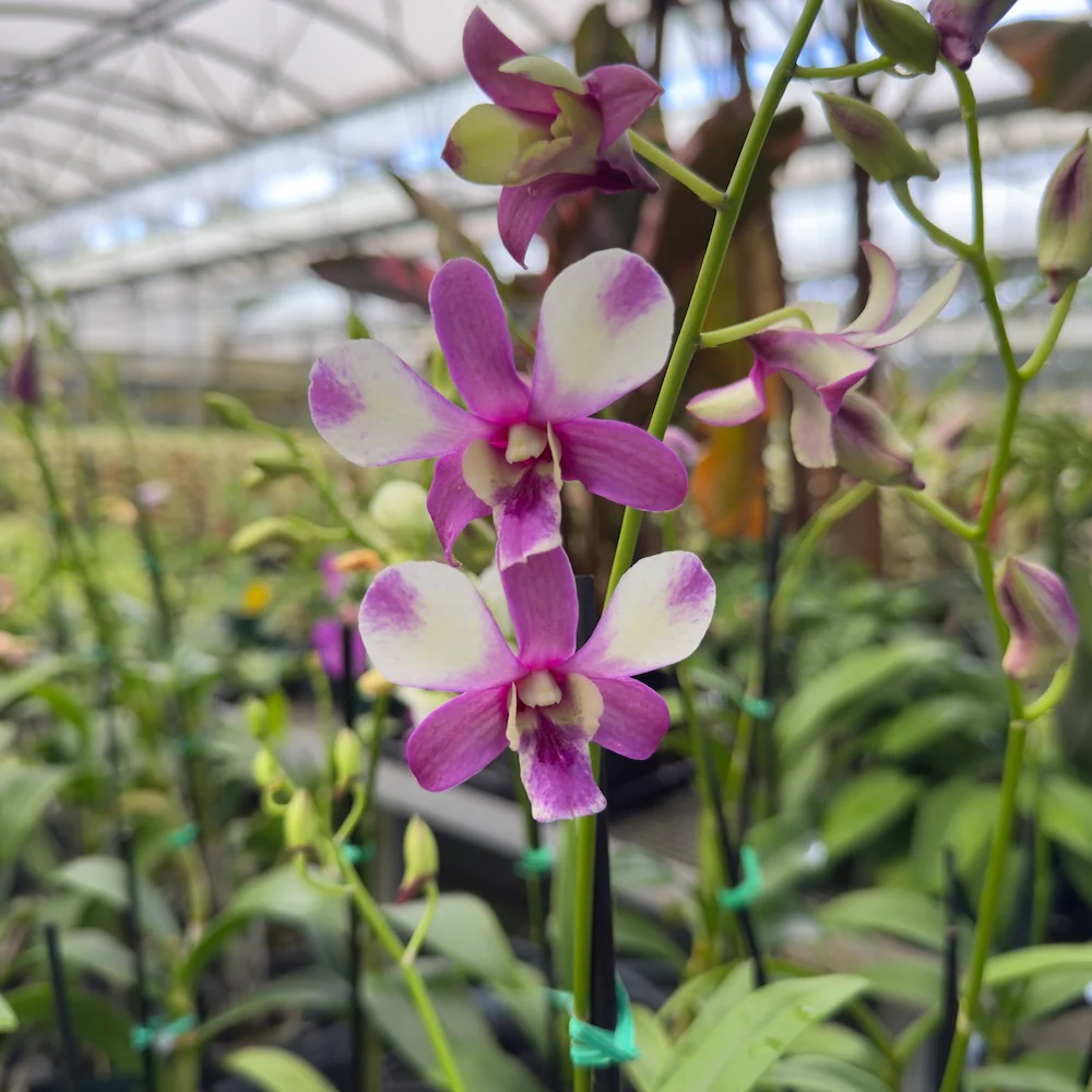 Mystery Blooming Orchid - Image 8