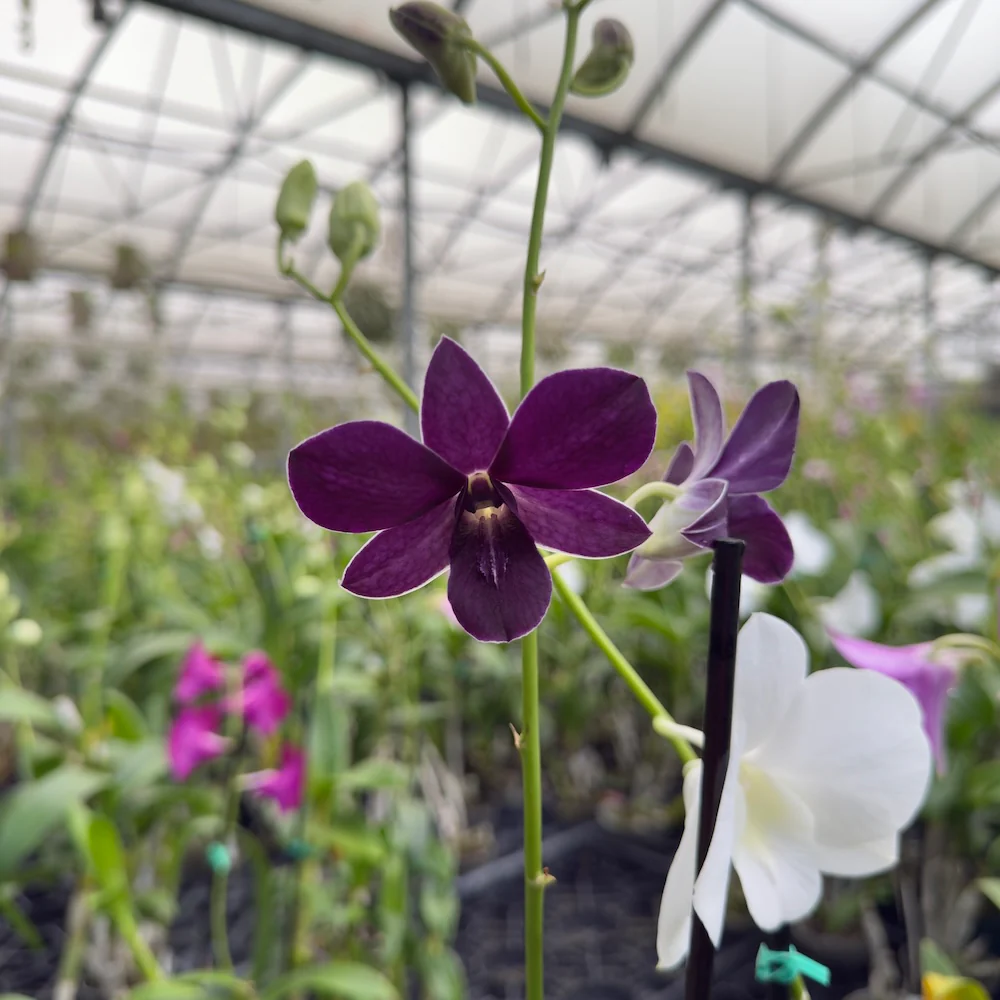 Mystery Blooming Orchid - Image 9