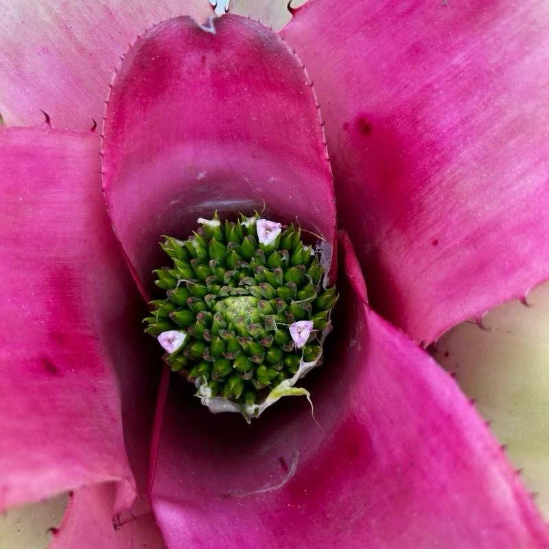 Neoregelia ‘Amber Pride’ - Image 2