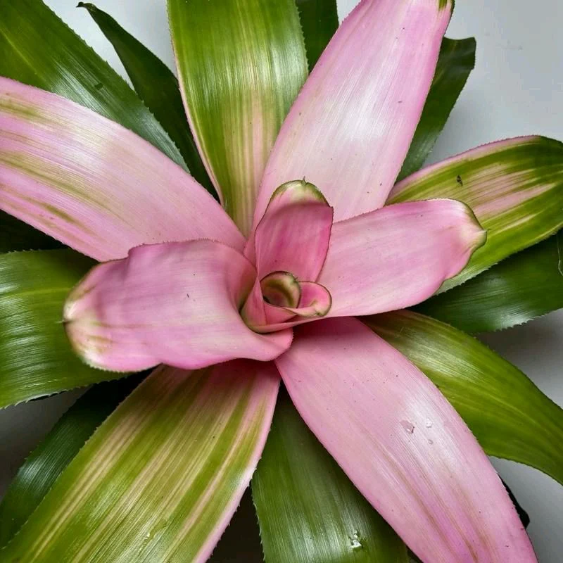 Neoregelia 'Cotton Candy' - Image 2