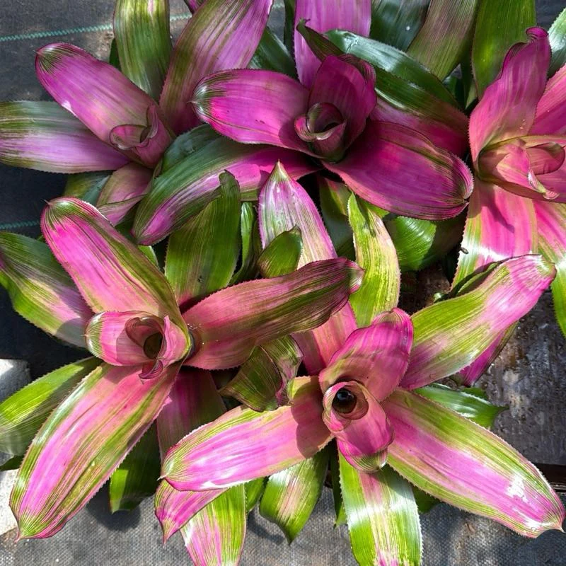Neoregelia 'Donna' - Image 2