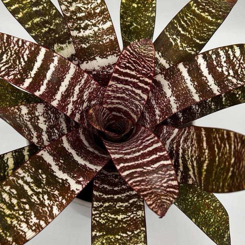 Neoregelia ‘red chesnut’ - Image 2