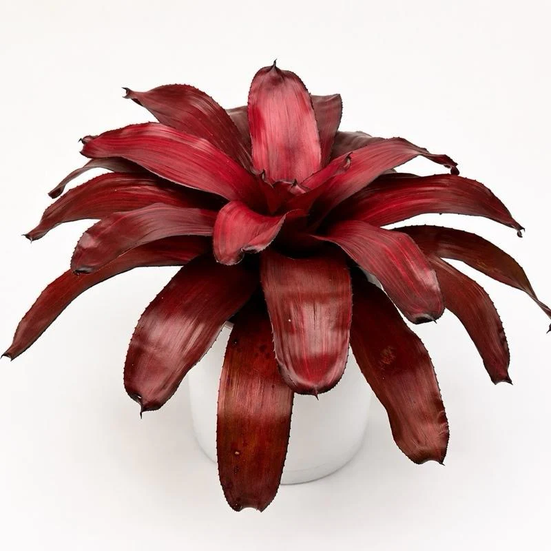 Neoregelia ‘Malbec’