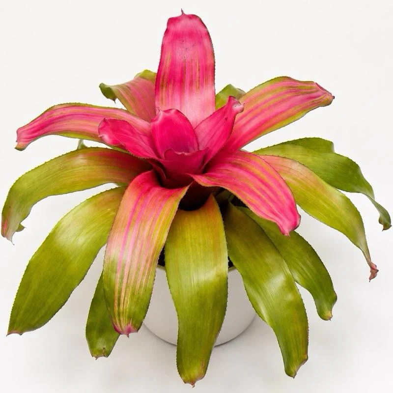 Neoregelia ‘Green apples’